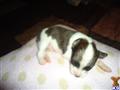 Papillon